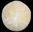 Echinolampas Fossil Echinoid (Sea Biscuit) - Dakhla, Morocco #46432-1